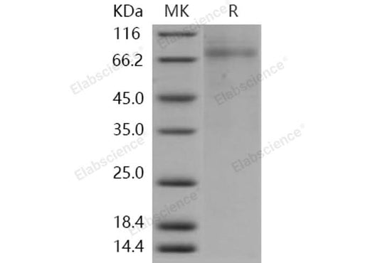 > 80 % as determined by reducing SDS-PAGE.