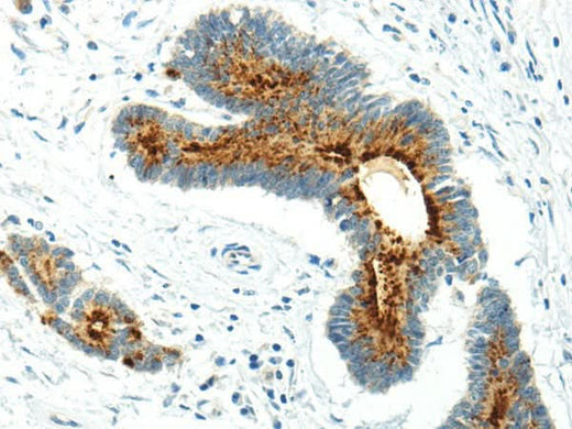 Anti-Human/Mouse WWOX Antibody - ABMIUM