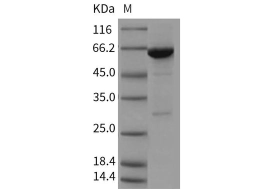> 85 % as determined by reducing SDS-PAGE.