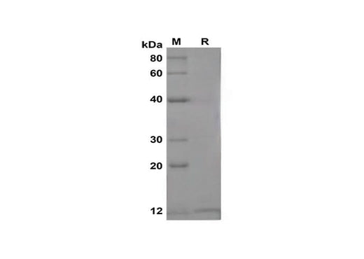 SDS-PAGE analysis of Mouse Ngfb proteins,2 μg/lane of Recombinant Mouse Ngfb proteins,was resolved with SDS-PAGE under reducing conditions,showing bands at 13 kDa.