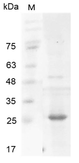 > 95 % as determined by reducing SDS-PAGE.