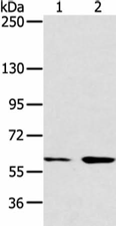 Western blot analysis of Hela and raji cell using ATG16L1 Polyclonal Antibody at dilution of 1:750
