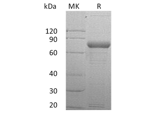> 90 % as determined by reducing SDS-PAGE.