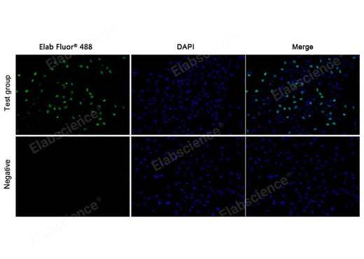 Test: Hela cells were treated with 10 μM EdU for 2 hours. Negative: Hela cells without EdU.
