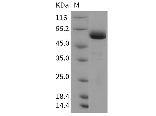 > 96 % as determined by reducing SDS-PAGE.