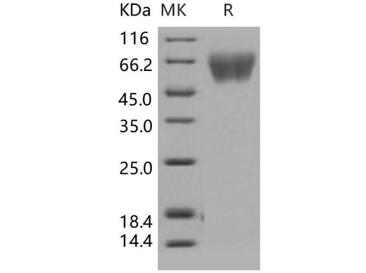 > 98 % as determined by reducing SDS-PAGE.