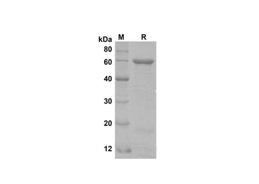 SDS-PAGE analysis of Human APOA4 proteins, 2 μg/lane of Recombinant Human APOA4 proteins was resolved with SDS-PAGE under reducing conditions, showing bands at 60 kDa.