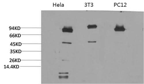 Western Blot analysis of 1) Hela, 2)3T3, 3) PC-12 cells using STAT3 Monoclonal Antibody at dilution of 1:2000.