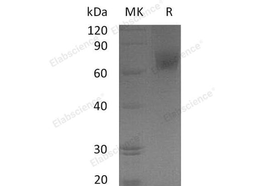 > 85 % as determined by reducing SDS-PAGE.