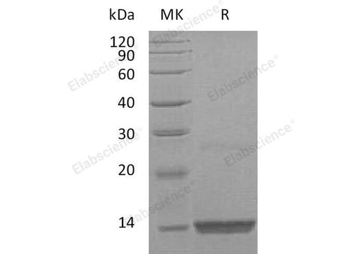 > 98 % as determined by reducing SDS-PAGE.