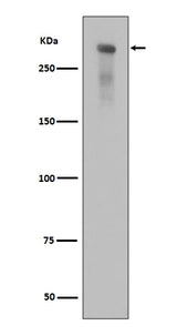 Anti-Phospho-DNA PKcs (S2056) PRKDC Rabbit Monoclonal Antibody Boster Bio