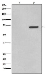 Anti-Phospho-ATF2 (T71) Rabbit Monoclonal Antibody Boster Bio