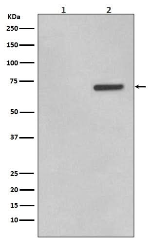 Anti-Phospho-ATF2 (T71) Rabbit Monoclonal Antibody Boster Bio