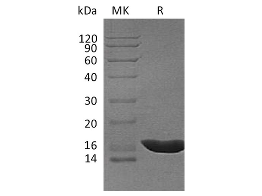 Recombinant Cavia porcellus IL-1b/IL-1 beta/IL-1F2 Protein (His Tag) - ABMIUM