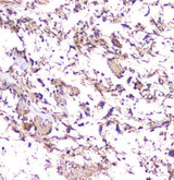 Anti-beta Amyloid/APP Antibody Picoband® Boster Bio