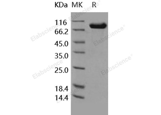 > 95 % as determined by reducing SDS-PAGE.