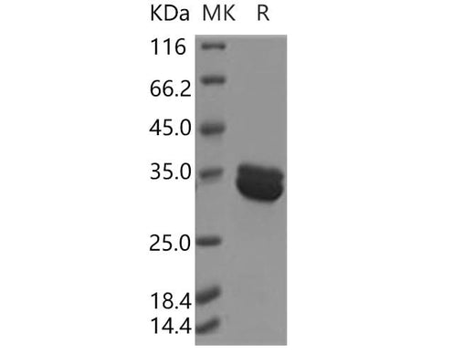 > 95 % as determined by reducing SDS-PAGE.