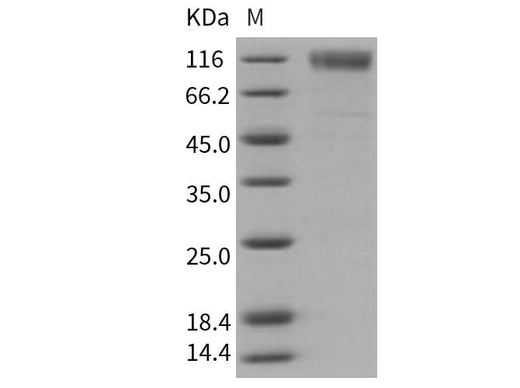 > 95 % as determined by reducing SDS-PAGE.