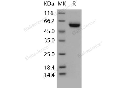 > 97 % as determined by reducing SDS-PAGE.