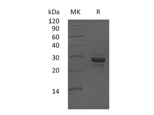 > 90 % as determined by reducing SDS-PAGE.