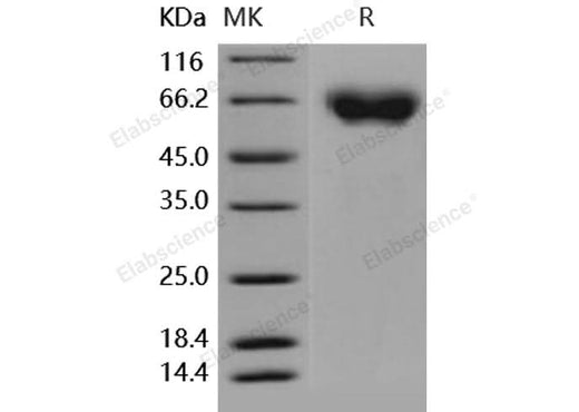 > 98 % as determined by reducing SDS-PAGE.