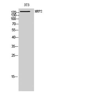 Western Blot analysis of 3T3 cells using ABCC2 Polyclonal Antibody at dilution of 1:1000.