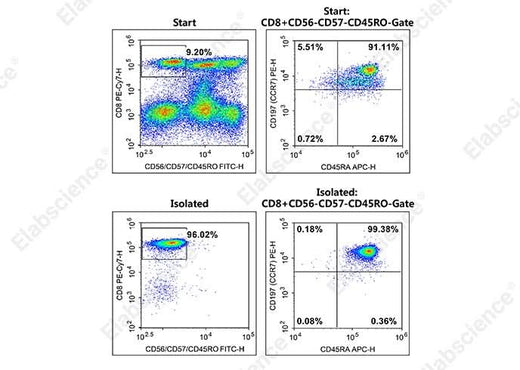 As shown in the figure above, flow cytometric analysis of Naïve CD8+ T cell purity before and after sorting revealed proportions of 8.4% and 95.4%, respectively.