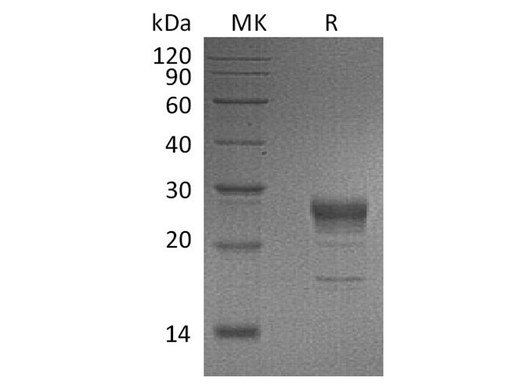 > 90 % as determined by reducing SDS-PAGE.