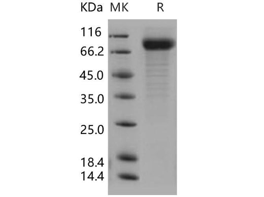 > 90 % as determined by reducing SDS-PAGE.