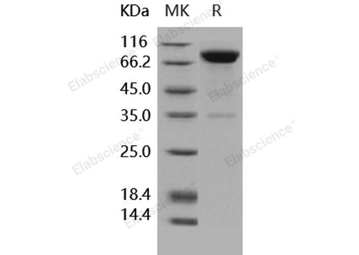 > 90 % as determined by reducing SDS-PAGE.