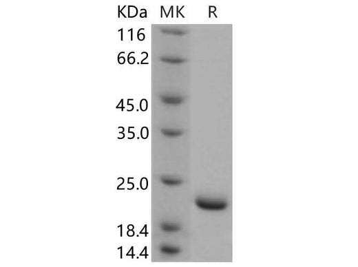 > 90 % as determined by reducing SDS-PAGE.
