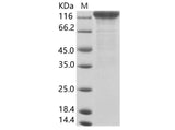 > 90 % as determined by reducing SDS-PAGE.