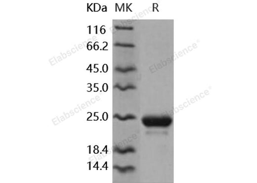 > 97 % as determined by reducing SDS-PAGE.
