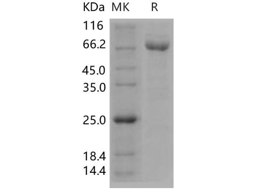 > 92 % as determined by reducing SDS-PAGE.