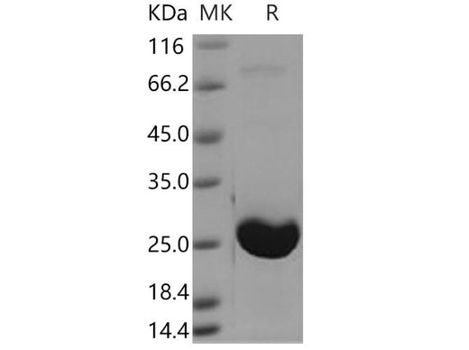 > 90 % as determined by reducing SDS-PAGE.