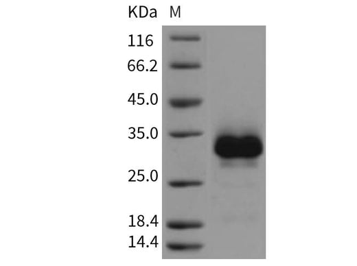 > 97 % as determined by reducing SDS-PAGE.
