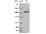 > 90 % as determined by reducing SDS-PAGE.