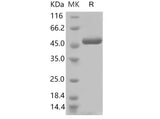 > 90 % as determined by reducing SDS-PAGE.