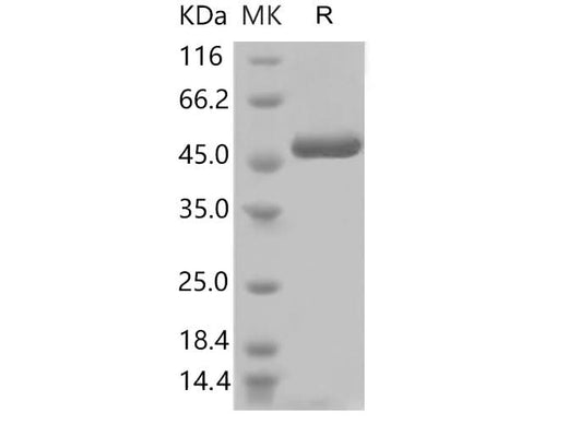 > 90 % as determined by reducing SDS-PAGE.