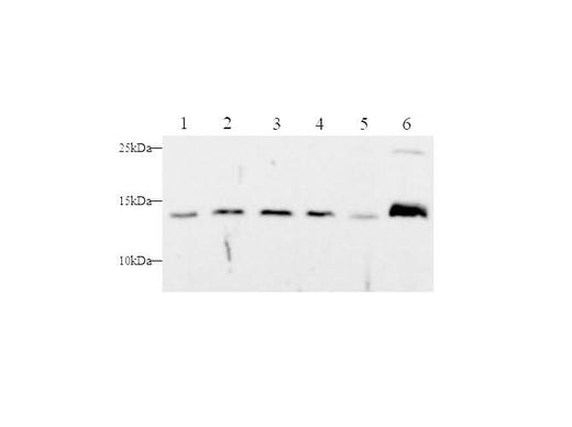Anti-Human/Mouse Cyt-C Antibody - ABMIUM