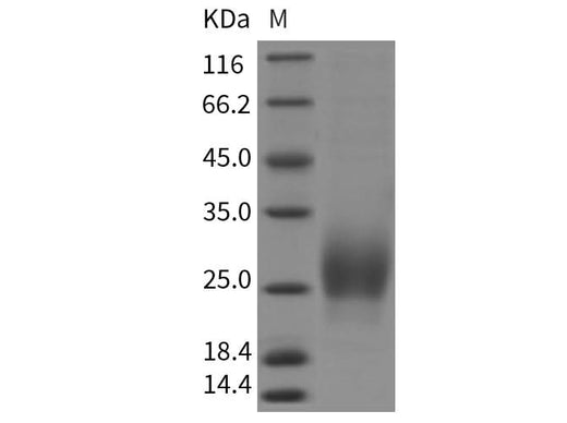 > 95 % as determined by reducing SDS-PAGE.