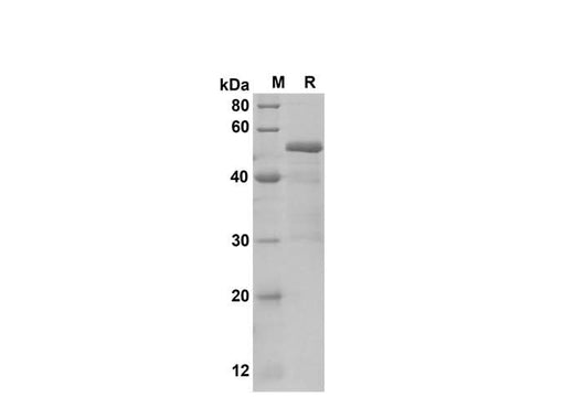 SDS-PAGE analysis of Human IL-17D proteins, 2 μg/lane of Recombinant Human IL-17D proteins was resolved with SDS-PAGE under reducing conditions, showing bands at 50 kDa.