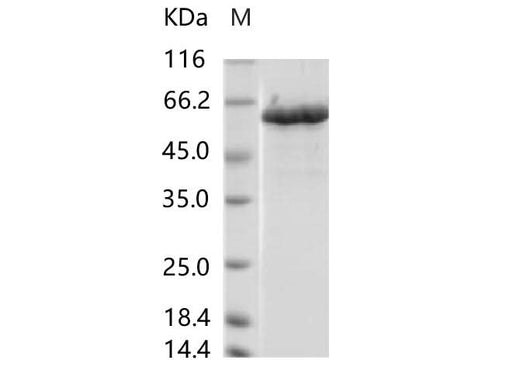 > 95 % as determined by reducing SDS-PAGE.