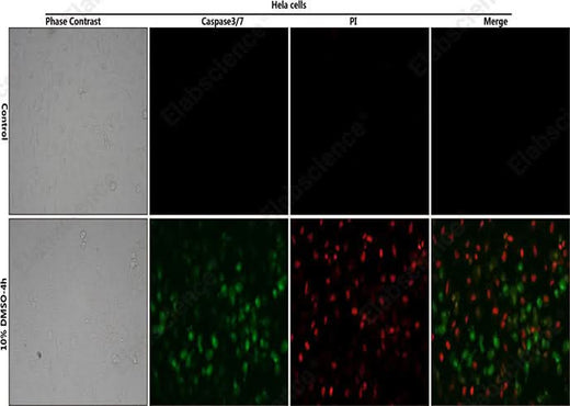 Control: Normal Hela cells were not treated with DMSO. 10% DMSO-4h: Hela cells were treated with 10% DMSO for 4h. HeLa cells stained with Caspase 3/7 Substrates (green) and Propidium Iodide (PI) Solution (750 μM) (red).