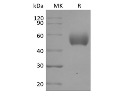 > 95 % as determined by reducing SDS-PAGE.