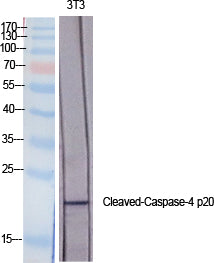 Western Blot analysis of 3T3 cells using Cleaved-CASP4 p20 (Q81) Polyclonal Antibody at dilution of 1:2000.