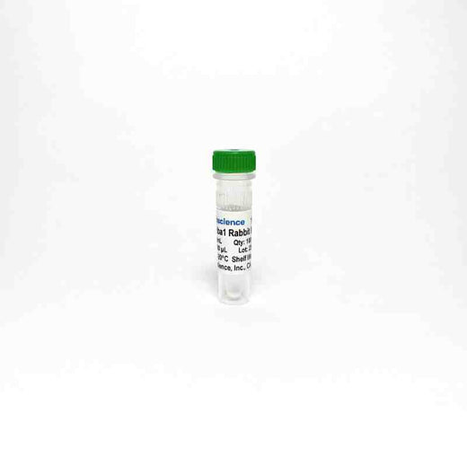 Anti-Iba1 Antibody Monoclonal Antibody