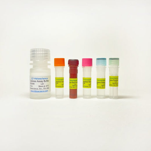 Catalase Assay Kit