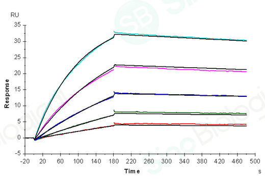 Captured anti-Her2 IgG1 antibody on proA Chip can bind Her2 (Cat: PKSH031997) with an affinity constant of 3.270 nM as determined in a SPR assay (Biacore T200) .