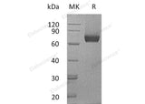 > 85 % as determined by reducing SDS-PAGE.